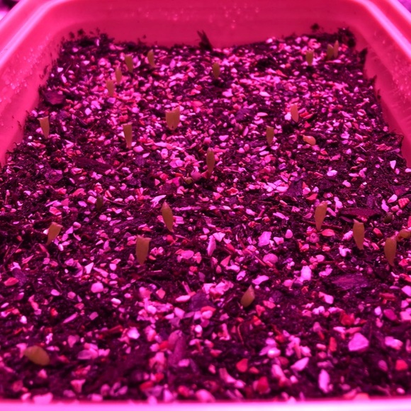 !Beginner Cactus Farmer! - Picture 4 of 6